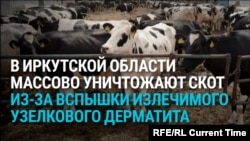 "Я эту корову за 80 тысяч покупала!" В России сновa массово уничтожают скот у фермеров - на этот раз в Иркутской области