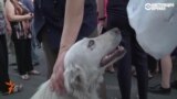 Политически грамотный пес Белый: собака, которая ходит на все митинги