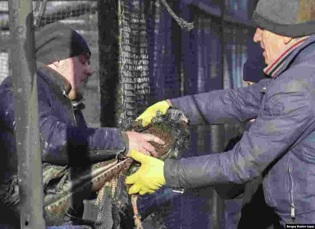 Одна из птиц в разрушенном вольере 1 января 2026 года.После очередного российского обстрела в стране заново поднялась дискуссия о безопасности животных в парке, который находится вблизи фронта.