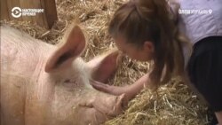"Ферма свободы": здесь лечат и спасают покалеченных животных