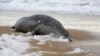 Военные учения, загрязнение или траловый лов. Почему погибли сотни тюленей в Каспийском море