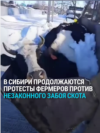 В Новосибирской области фермер в знак протеста против убоя скота облил себя бензином