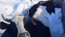 В Новосибирской области фермер в знак протеста против убоя скота облил себя бензином