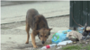 central asia stray dogs video grab