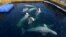 RUSSIA -- Captive beluga whales swim in a pool in the Pacific region of Primorye, March 1, 2019