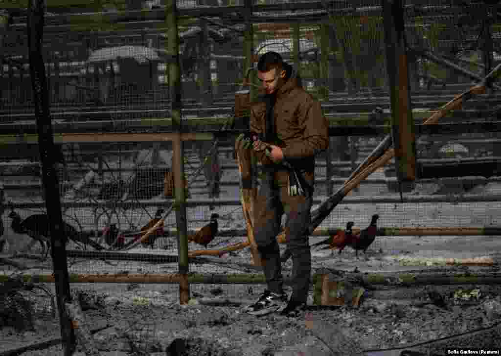 Сотрудник экопарка выносит павлина из вольера после обстрела.Основатель экопарка депутат Александр Фельдман неоднократно призывал предпринимателей вернуться в Харьков: "Патриотизм — это не только сочувствие, но и действия. Возвращайтесь домой, создавайте рабочие места, платите налоги. В нашем единстве, нашей совместной работе — залог процветания как Харькова, так и каждого из нас".