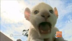 В Бразилии впервые родился детеныш белого льва