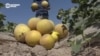 в Таджикистане собирают урожай арбузов и дынь