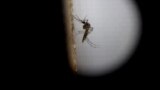 Guatemala -- A view in a macro lens of Aedes aegypti mosquito, at the epidemiology department of Guatemala city, Guatemala,01 February 2016. 