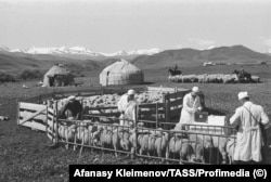 Загон для овец в колхозе в Советском Кыргызстане, 1973 год