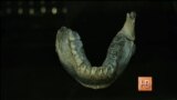 В Эфиопии найдены останки представителя неизвестного предка человека
