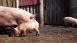 Всех не перережете: почему в Нижегородской области прячут свиней от чиновников