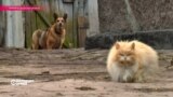 Настоящее Время. Эфир 31 марта 2016