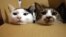 Belarus - 2 cats