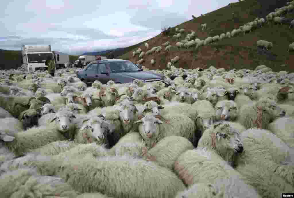 Нередко животные парализуют дорожное движение &ndash; отара насчитывает примерно полторы тысячи овец