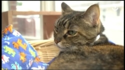 Настоящее Время. Америка – 17 октября