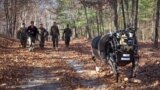 Детали: Boston Dynamics открывает продажи робота-пса