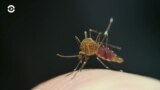 Детали: экзоскелеты, комары и лазеры, которые ищут коронавирус