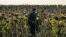 RUSSIA -- A migrant worker from Uzbekistan walks on a sunflower field near a tent camp in the Kinel District of the Samara region, September 22, 2020