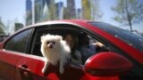RUSSIA -- MOSCOW, MAY 11, 2020: People with a dog ride a car on Naberezhnaya Tarasa Shevchenko Street during the pandemic of the novel coronavirus disease (COVID-19). Seen in the distance are the skyscrapers of the Moscow International Business Centre.