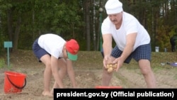Белорусский президент Александр Лукашенко с сыном Николаем собирают картошку, 16 августа 2015