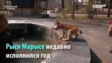 Рысь Марыся - очень дружелюбный хищник