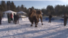 Camel sacrifice in Anqarsk Russia