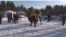 Camel sacrifice in Anqarsk Russia