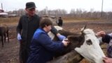 Человек на карте: как ветеринар из Красноярского края борется с антибиотиками в мясе