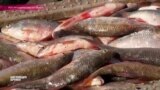 Калининградские рыбаки жалуются на сложности рыболовства в Куршском заливе