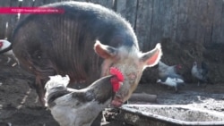 ЧС в Нижегородской области: зачем губернатор потребовал зарезать всех свиней в районе?