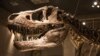 Кузбасс – столица динозавров: в Кемеровской области археологи ищут симметродонтов и пситтакозавров