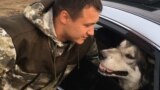 Спасенные собаки Тулуна