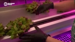 Агрохайтек в контейнере: как передовые технологии помогают выращивать растения