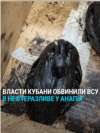 Около Анапы — новый разлив нефтепродуктов, на побережье десятки пострадавших птиц, часть погибла