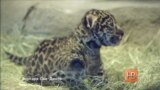В зоопарке Сан-Диего родился детеныш ягуара