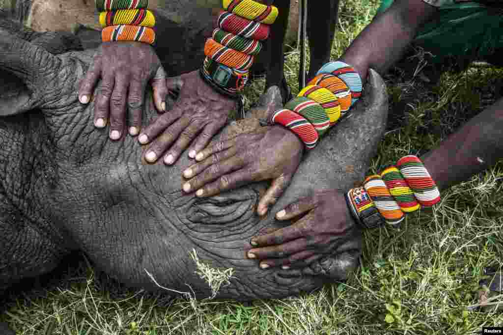 Второй приз в категории &quot;Природа. Одиночные снимки&quot; получила Эми Витале из США, работающая для журнала&nbsp;National Geographic. На ее фото - молодые воины племени самбуру (Кения), впервые повстречавшие носорога. &nbsp;