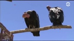 Калифорнийский кондор вне опасности: этот вид хищной птицы удалось спасти