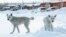 Voronezh dogs