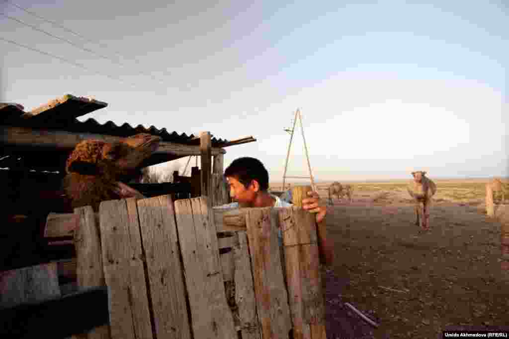 Подросток выводит из загона верблюда-двухлетку. С каждым годом число казахов, которые занимаются животноводством в Тамдынском районе Навоийской области, сокращается. Местные жители говорят, что казахи уезжают на историческую родину.