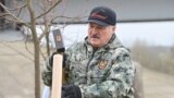 Александр Лукашенко сажает дерево во время субботника, 17 апреля 2021 года 