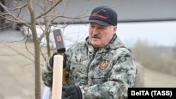 Александр Лукашенко сажает дерево во время субботника, 17 апреля 2021 года 