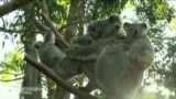 Коала "усыновила" двух детенышей в австралийском национальном парке