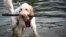 Britain -- A dog retreives a stick, from the lake in St James'sPark, in central London, Britain July 24, 2018.  