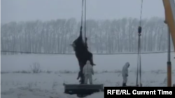 Власти Новосибирской области продолжают уничтожать фермерский скот, на случай беспорядков подготовили автозаки