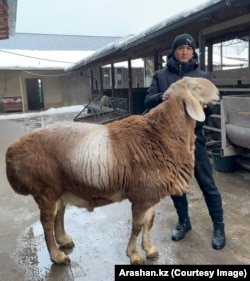 Баран по кличке Президент на фотографии, опубликованной в декабре 2025 года на странице Arashan.kz в Instagram’е