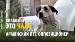 История Чало. Как бездомный пес стал талисманом протестов в Армении