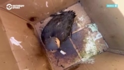 На пляжах в Анапе волонтеры находят птиц в мазуте