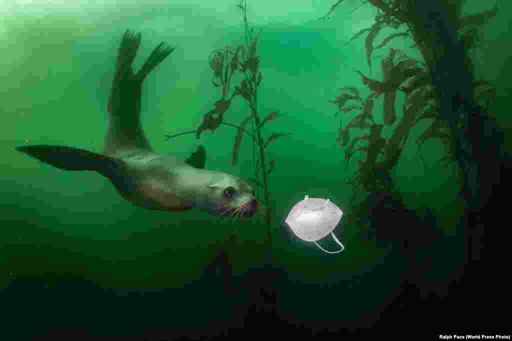Морской лев рассматривает респиратор в воде у побережья Калифорнии (19 ноября 2020). Первое место в категории&nbsp;&quot;Окружающая среда&quot;, автор &ndash; Ральф Пейс