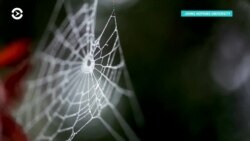 Детали: топливо из воды и паутина как сложный продукт работы мозга